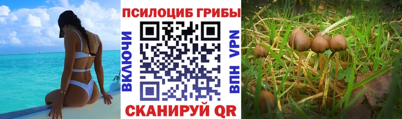 Галлюциногенные грибы Psilocybine cubensis  Яхрома 